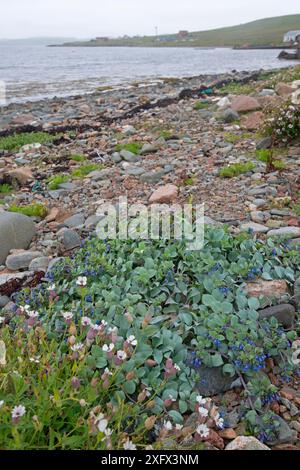 Huître (Mertensia maritima) et campion de mer (Silene uniflora) sur la plage de galets, Hillswick, Shetland, Écosse, Royaume-Uni. Juin 2018. Banque D'Images