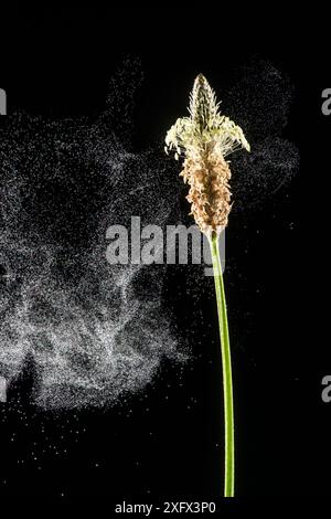 Plantain de Ribwort (Plantago lanceolata) dispersant le pollen dans la brise. Banque D'Images