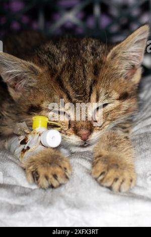 Un petit chaton avec un cathéter dans sa patte dort de près Banque D'Images