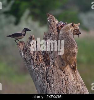 Chacal doré (Canis aureus) sur un tronc d'arbre ramassant des poissons laissés par l'aigle de mer. Corbeau à capuche (Corvus cornix) regardant. Delta du Danube, Roumanie, mai. Banque D'Images
