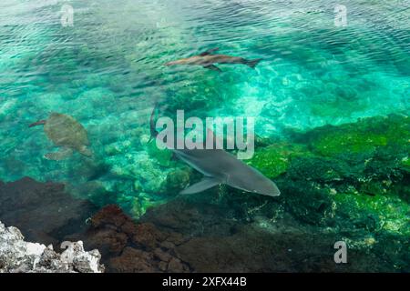 L'otarien des Galapagos (Zalophus wollebaeki) chasse le thon, avec le requin à pointe noire (Chacharhinus limbatus) et la tortue verte (Chelonia mydas) nageant à proximité. Un groupe de taureaux de lions de mer ont appris à placer des thons à nageoires jaunes pélagiques dans une petite crique, les piégeant. Les poissons sautent souvent à terre pour tenter de s'échapper. Punta Gavilanes, île Fernandina, Galapagos. Banque D'Images