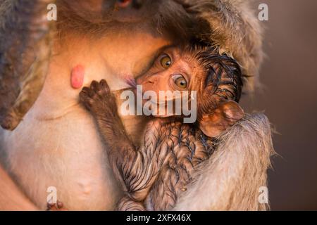 Macaque à longue queue (Macaca fascicularis) allaitement infantile. Le nourrisson est mouillé parce qu'il a été porté par sa mère sur son ventre lorsqu'elle se nourrit dans la zone intertidale à la recherche de coquillages. Koram Island, parc national de Khao Sam Roi Yot, Thaïlande. Banque D'Images