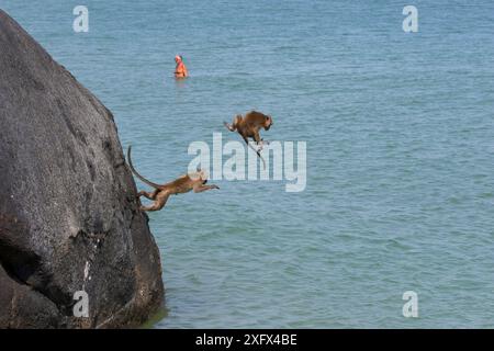 Macaques à longue queue (Macaca fascicularis) jouant sur les falaises, sautant dans la mer près de la ville, Thaïlande Banque D'Images