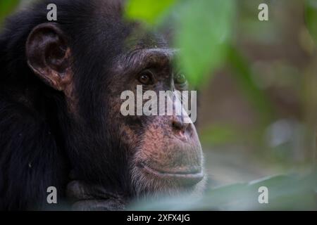 Chimpanzé (Pan troglodytes verus) 'Jeje' mâle adulte, Bossou, République de Guinée Banque D'Images