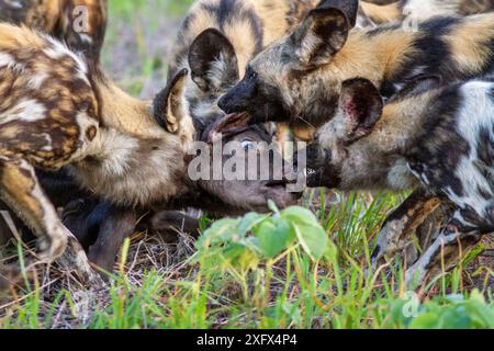 Chien sauvage africain (Lycaon Pictus) tuant un veau nouveau-né de buffle du Cap (Syncerus caffer), Zimbabwe. Banque D'Images