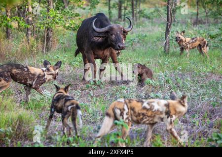 Le chien sauvage africain (Lycaon Pictus) entoure un veau nouveau-né de buffle du Cap (Syncerus caffer) et sa mère. Zimbabwe. Banque D'Images