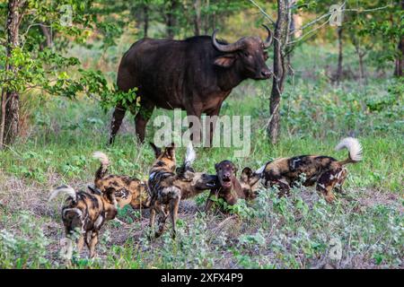 Meute de chiens sauvages africains (Lycaon Pictus) attaquant un veau nouveau-né de buffle du Cap (Syncerus caffer) près de sa mère. Zimbabwe. Banque D'Images