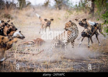 Guépard (Acinonyx jubatus) essayant de combattre une meute de chiens sauvages africains (Lycaon Pictus) de voler la proie Impala dans la réserve faunique de Linyanti, Botswana. Banque D'Images