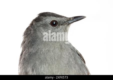 Portrait d'un oiseau à chat gris (Dumetella carolinensis) avec fond blanc, Block Island, Rhode Island, États-Unis. Oiseau capturé lors de recherches scientifiques. Banque D'Images