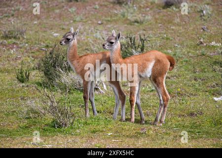 Guanaco (Lama guanicoe), deux veaux, Parc national de Torres del Paine, Patagonie, Chili. Banque D'Images