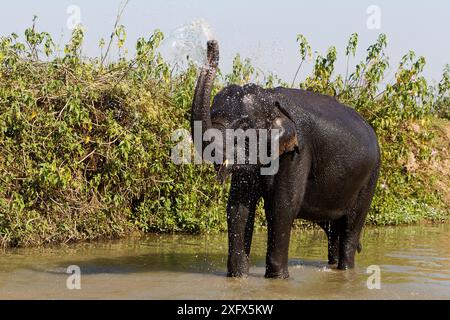 Baignade d'éléphant d'Asie domestiqué ( Elephas maximus ), Parc National de Kaziranga, Assam, Inde. Banque D'Images