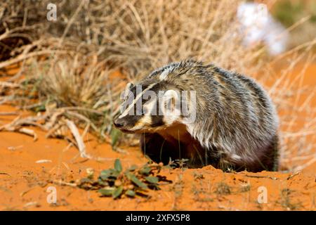 Portrait de blaireau américain (Taxidea taxus), Utah, USA, captif. Banque D'Images