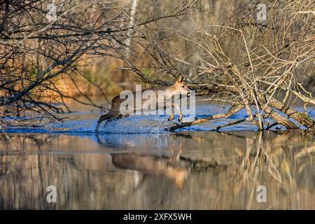 Chevreuil d'Europe (Capreolus capreolus) , femelle traversant l'eau, forêt du Rhin, Alsace, France. Banque D'Images