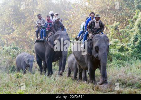 Éléphant d'Asie domestiqué (Elephas maximus), utilisé pour les safaris, Parc National de Kaziranga, Assam, Inde. Banque D'Images