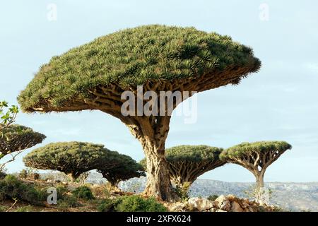 Arbre à sang de dragon (Dracaena cinnabari) île Socotra, site du patrimoine mondial de l'UNESCO, Yémen. Banque D'Images