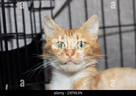 Un Felidae carnivore avec des moustaches, le chat domestique à poil court, dans une cage. Petit à moyen, de couleur faunique avec un museau. Confinement pour animaux terrestres Banque D'Images