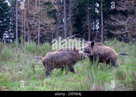 Sanglier ( sus scrofa ) mâles combattant, haute Saône, France. Banque D'Images