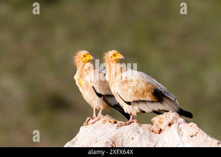 Vautours égyptien (Neophron percnopterus) deux sur le sol, île de Socotra site du patrimoine mondial de l'UNESCO, Yémen. Banque D'Images