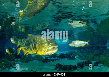 Dorado d'eau douce, (Salminus brasiliensis) reflété sur la surface, Recanto EcolÃ²gico, Rio da Prata, Bonito, Mato Grosso do Sul, Brésil Banque D'Images