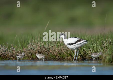 Pied avocet (avocat de Recurvirostra) adulte avec des poussins à l'eau&#39;s bord, France. Mai. Banque D'Images