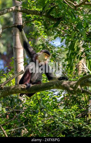 Douc Langur à queue rouge - Pygathrix nemaeus, beau primate coloré unique endémique des forêts tropicales d'Asie du Sud-est, Denang, Vietnam. Banque D'Images