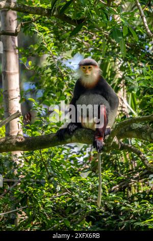 Douc Langur à queue rouge - Pygathrix nemaeus, beau primate coloré unique endémique des forêts tropicales d'Asie du Sud-est, Denang, Vietnam. Banque D'Images