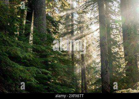 La lumière du soleil se répand à travers les arbres le long du sentier Appelton Pass, Olympic National Park, Washington, États-Unis, avril 2018. Banque D'Images