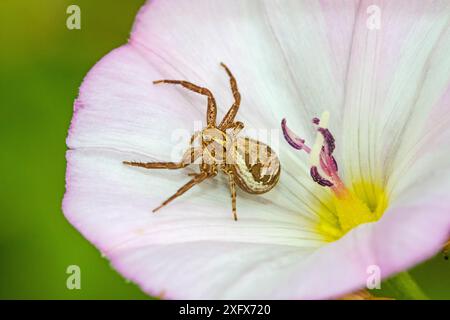 Araignée-crabe (Xysticus cristatus) sur épine dorée (Convolvulus arvensis) cimetière de Brockley, Lewisham, Londres, Angleterre, Royaume-Uni, juillet. Banque D'Images