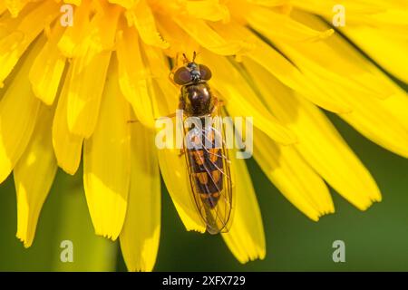 Mouche aérienne (Melanostoma scalare) sur Dissenlit (Taraxacum) Beverley court Gardens, Lewisham, Londres, Angleterre, Royaume-Uni. Avril. Banque D'Images