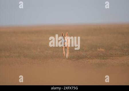 Loup gris (Canis lupus) marchant dans la steppe d'Astrakhan, dans le sud de la Russie. Banque D'Images