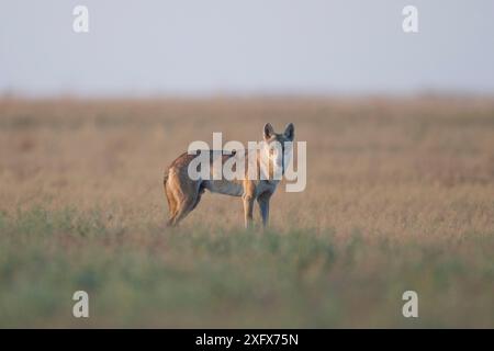 Loup gris (Canis lupus) steppe Astrakhan, Russie méridionale. Banque D'Images