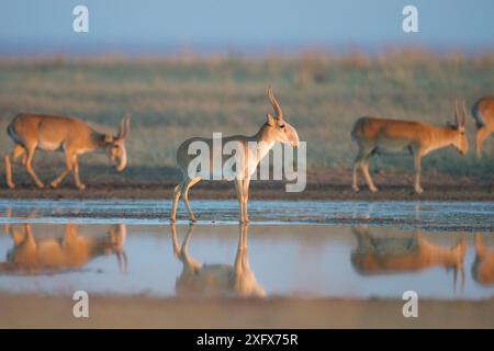 Antilope Saiga (Saiga tatarica) mâles reflétés dans l'eau, steppe d'Astrakhan, Russie méridionale. Banque D'Images