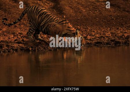 Tigre du Bengale (Panthera tigris) buvant dans la lumière de fin de soirée, Ranthambhore, Inde Banque D'Images