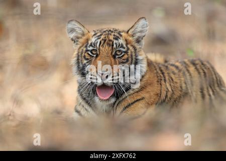 Tigre du Bengale (Panthera tigris) petit, angle bas, Ranthambhore, Inde Banque D'Images
