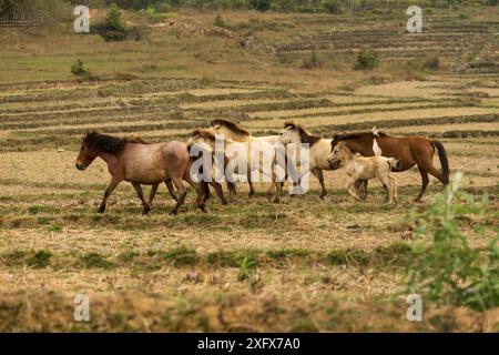 Bande de rares chevaux Hmong semi-sauvages courant dans le champ de riz sec, Xieng Khuang, Laos. Banque D'Images