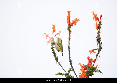 Yeux blancs du Cap (Zosterops capensis) perché dans le parc national de la route des jardins du Cap (Tecoma capensis), province du Cap occidental, Afrique du Sud. Banque D'Images