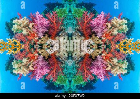 Image kaléidoscopique de coraux (Dendronephthya sp) Egypte, mer Rouge Banque D'Images