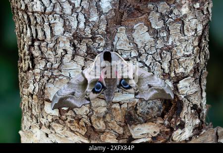 Faucon à yeux (Smerinthus ocellatus) sur le tronc d'un arbre. Captives, larves collectées l'année précédente. Réserve naturelle nationale du bois d'Annagarriff, Dungannon, comté d'Armagh. Avril. Banque D'Images