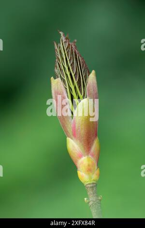 Maple / Sycamore (Acer sp) ouverture des bourgeons, République d'Irlande. Avril. Banque D'Images