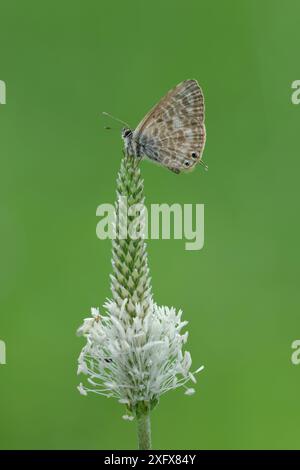 Lang's papillon bleu à queue courte (Leptotes pirithous) reposant sur la tête de fleur de plantain (Plantago sp). Sud de Casteil, Pyrénées Orientales, Sud Ouest de la France. Mai. Banque D'Images