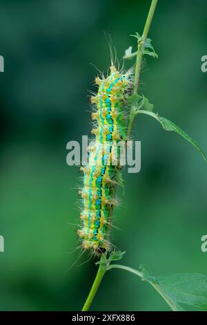 chenille précoce de vers à soie (Saturnia pyretorum) sur tige, Taiwan. Banque D'Images