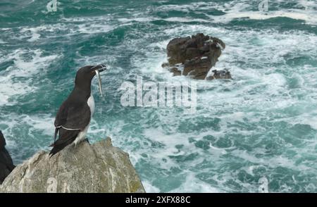 Razorbill (ALCA torda) avec poisson dans le bec, perché sur rocher surplombant la mer. Great Saltee Island, Saltee Islands, County Wexford, République d'Irlande. Juin 2018. Banque D'Images