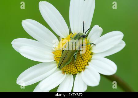 Coléoptère Buprestide (Anthaxia hungarica) sur fleur de Marguerite Oxeye (Leucanthemum vulgare). Sud de Casteil, Pyrénées Orientales, Sud Ouest de la France. Mai. Banque D'Images