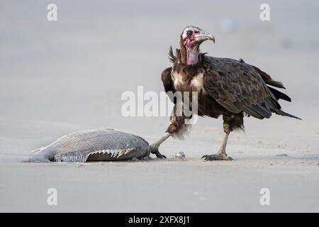 Vautours à capuchon (Necrosyrtes monachus), juvénile debout à côté de poissons, Gambie. Banque D'Images