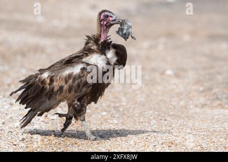 Vautours à capuchon (Necrosyrtes monachus), alimentation juvénile. Gambie. Banque D'Images