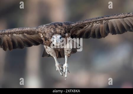 1606430 - - Vautour à capuchon (Necrosyrtes monachus), juvénile en vol, Gambie. Banque D'Images