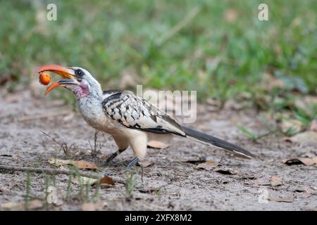 Hornbill à bec rouge occidental (Tockus kempi) se nourrissant de fruits, Gambie. Banque D'Images