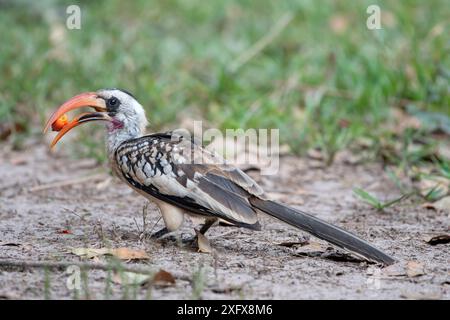 Hornbill à bec rouge occidental (Tockus kempi) se nourrissant de fruits, Gambie. Banque D'Images