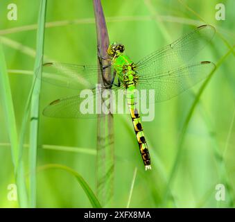 Libellule de Pondhawk de l'est femelle (Erythemis simplicollis) dans une prairie de l'Iowa Banque D'Images