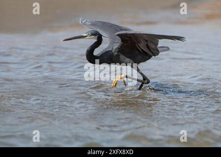 Aigrette de récif occidental (Egretta gularis) chassant le poisson pêché dans des bassins à marée basse, Gambie. Banque D'Images